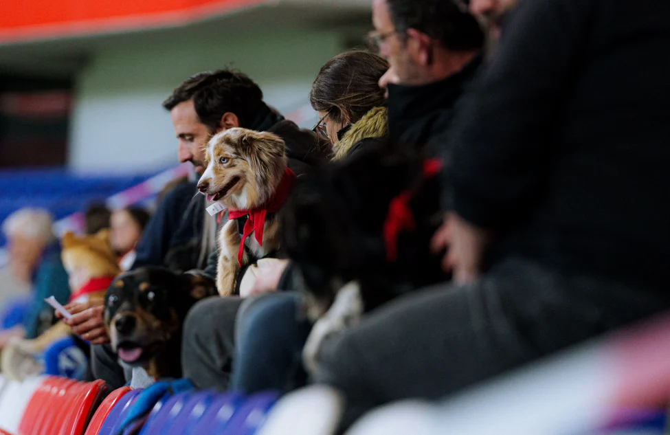 Participez au concours Match de Wouf de notre partenaire Kleber !